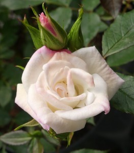 PEARLY DAYS (miniature)